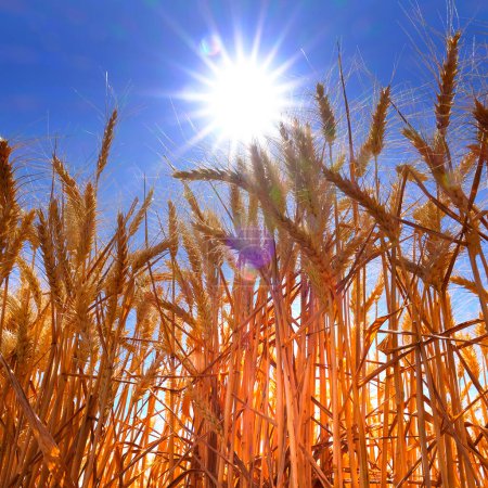 Wheat in a field ready for harvest with blue sky and sun sunstar