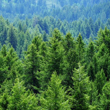 Detalle del exuberante bosque de pinos verdes árboles de bosque preservación del medio ambiente