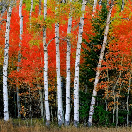 Téléchargez les photos : Aspen arbres de naissance à l'automne automne avec troncs blancs détails de la forêt de feuillage - en image libre de droit