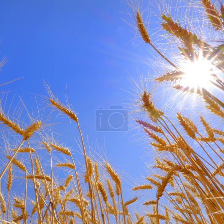 Téléchargez les photos : Blé dans un champ prêt pour la récolte avec ciel bleu et soleil soleil étoilé - en image libre de droit