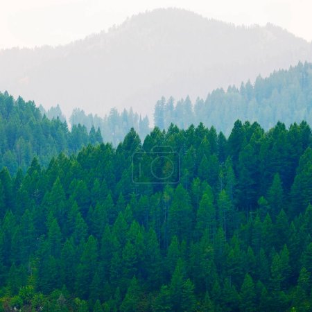 Téléchargez les photos : Forêt luxuriante de pins verts dans les montagnes bordées de vallées - en image libre de droit