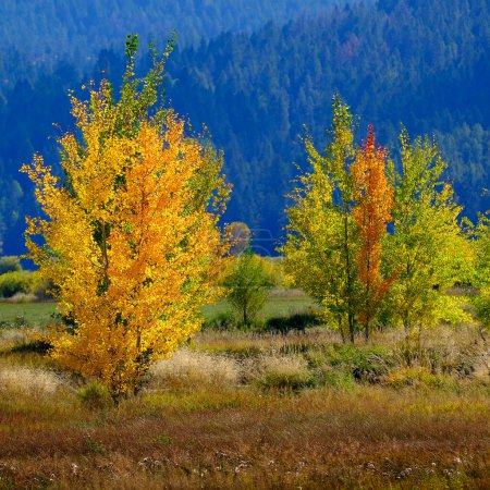 Mountains mountainside wilderness forest of fall autumn aspen birch trees white trunks golden and green colors
