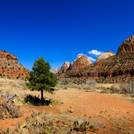 Foto de Acantilados y rocas rojas en el Parque Nacional Zions con Pinos y Cielo Azul - Imagen libre de derechos