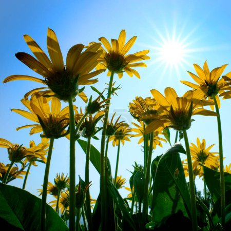 Many yellow wild flowers wildflowers with blue sky and sun sunshine sunbeams sunburst