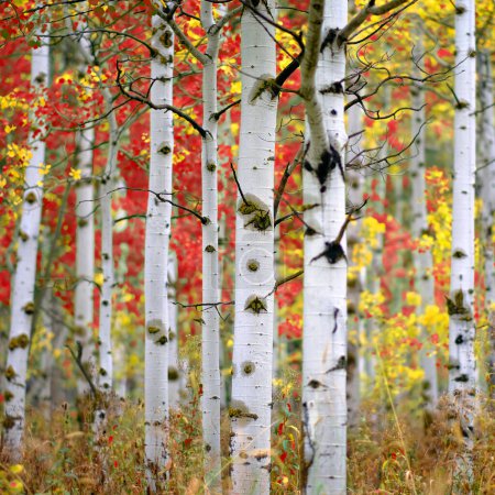 Téléchargez les photos : Détail du peuplier faux-tremble à l'automne focus sélectif fond flou blanc texture du tronc rouge et jaune - en image libre de droit