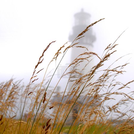 Leuchtturm im Nebel mit Gras davor