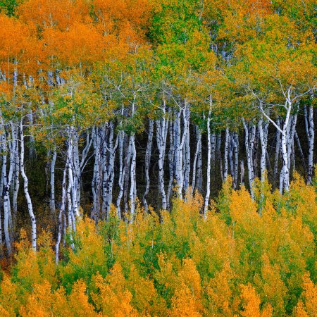 Mountains mountainside wilderness forest of fall autumn aspen birch trees white trunks golden and green colors