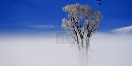 Téléchargez les photos : Vallée d'hiver brouillard ou vapeur avec arbre givré le matin lumière dorée et une faune Pygargue à tête blanche - en image libre de droit