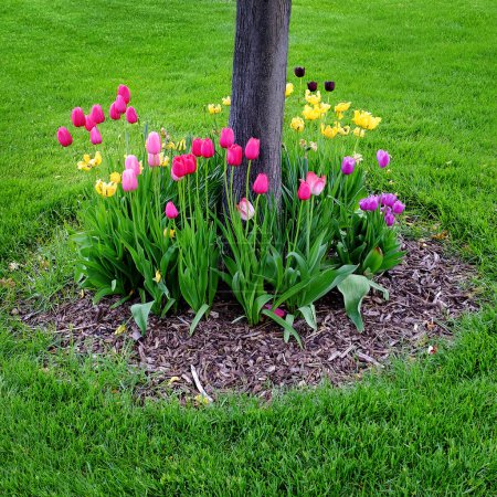 Téléchargez les photos : Jardin fleuri planté autour d'un arbre dans un cercle de jardinage - en image libre de droit