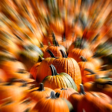 Téléchargez les photos : Roks de citrouilles mûres en plein soleil récoltés à l'automne orange automne zoom flou - en image libre de droit