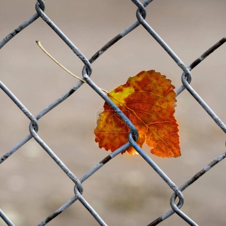 Téléchargez les photos : Automne feuille d'automne pris dans la clôture de maillon de chaîne nature et industrie - en image libre de droit