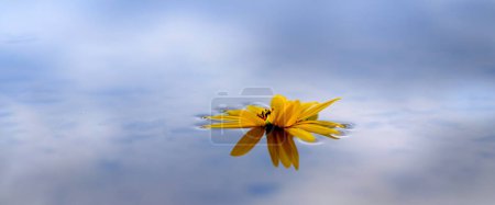 Téléchargez les photos : Tournesol jaune unique fleur de soleil flottant dans l'eau avec réflexion du ciel et des nuages - en image libre de droit