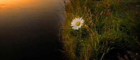 Téléchargez les photos : Marguerite blanche sauvage unique sur la rive de la rivière avec brouillard ou brume et lever du soleil matin doré - en image libre de droit