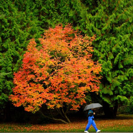 Téléchargez les photos : Érable rouge dans un parc vert avec une personne marchant sur un sentier tenant un parapluie sous la pluie - en image libre de droit