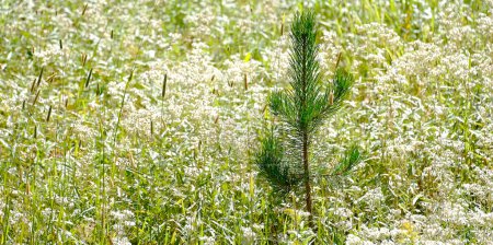 Photo for Pine tree surrounded by white whildflowers flowers flora - Royalty Free Image