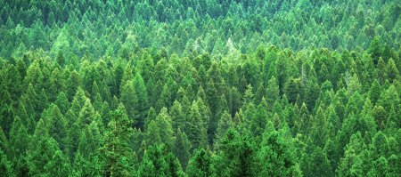 Téléchargez les photos : Forêt luxuriante de pins verts dans les montagnes sauvages de croissance - en image libre de droit