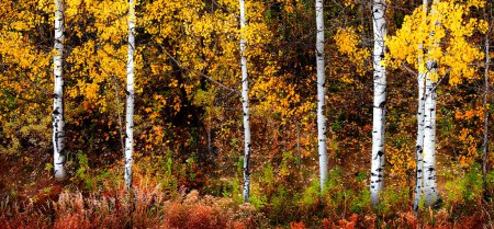 Téléchargez les photos : Automne trembles couleurs automne feuilles dorées et écorce de tronc blanc - en image libre de droit