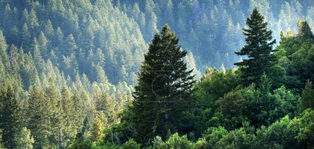Téléchargez les photos : Forêt de pins dans la nature sauvage pinèdes de montagne nouvelle végétation verte - en image libre de droit