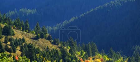 Téléchargez les photos : Automne arbres d'automne dans la vallée avec des montagnes de pinèdes vertes et le soleil du matin - en image libre de droit