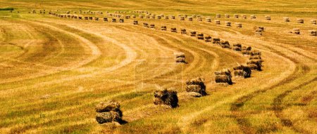 Téléchargez les photos : Bales of hay or straw with two strings harvesting in farm field ready for loading - en image libre de droit