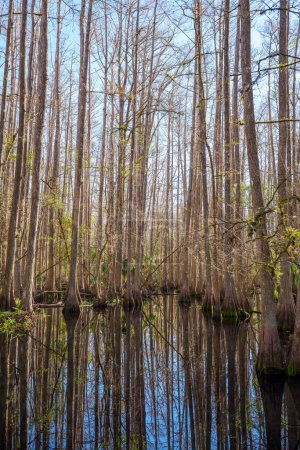 Foto de Nature scene at Highlands Hammock State Park Sebring Florida USA - Imagen libre de derechos