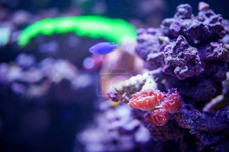 Téléchargez les photos : Photo sous-marine de la scène de plongée Anemone Reef - en image libre de droit