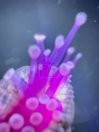 Photo for Macro photo of a starfish tentacles glowing neon underwater - Royalty Free Image