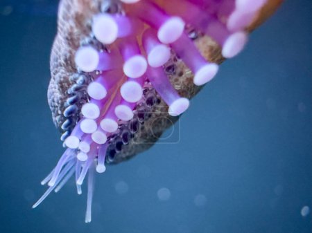 Foto de Macro foto de una estrella de mar tentáculos brillando neón bajo el agua - Imagen libre de derechos
