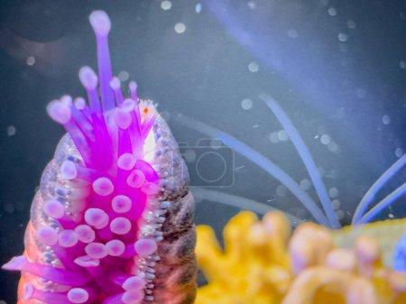 Photo for Macro photo of a starfish tentacles glowing neon underwater - Royalty Free Image