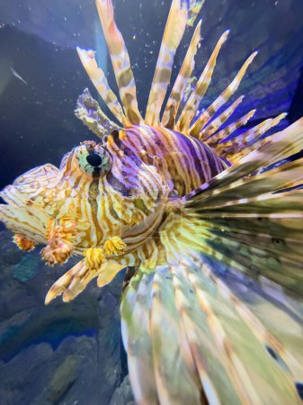 Photo for Underwater photo of a Poisonous  Lionfish - Royalty Free Image