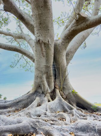 Téléchargez les photos : Spectacle d'arbre de Banyan à faible angle de sol - en image libre de droit