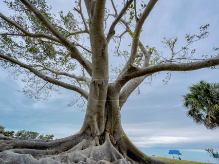 Photo for Banyan tree show from low ground angle - Royalty Free Image