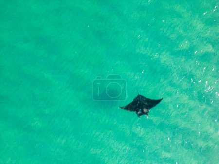 Foto de Foto aérea Manta Ray en el mar - Imagen libre de derechos