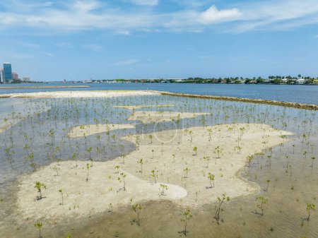 Foto de Foto aérea Área natural de Palm Beach con manglares recién plantados - Imagen libre de derechos