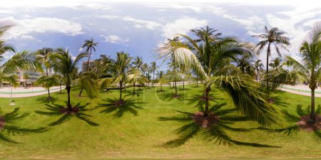 Photo for Lummus Park Miami Beach field of palms - Royalty Free Image