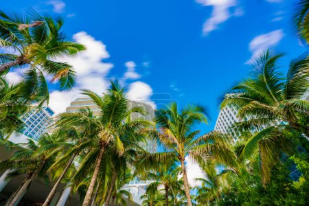 Téléchargez les photos : Palmiers sur Fort Lauderdale Beach Sud de la Floride USA - en image libre de droit