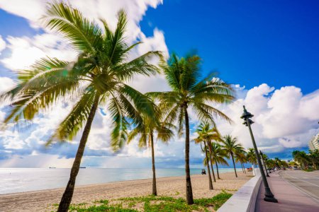 Photo for Palms on Fort Lauderdale Beach Summer 2023 - Royalty Free Image