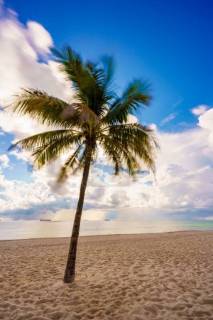 Téléchargez les photos : Image en stock palmiers tropicaux d'été sur Fort Lauderdale Beach FL ou pourrait être Miami - en image libre de droit