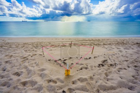 Téléchargez les photos : Nidification des tortues de mer sur la plage de Fort Lauderdale Août 2023 - en image libre de droit