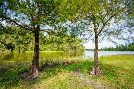 Photo for Photo of two trees by a lake naturescape long exposure with motion blur - Royalty Free Image