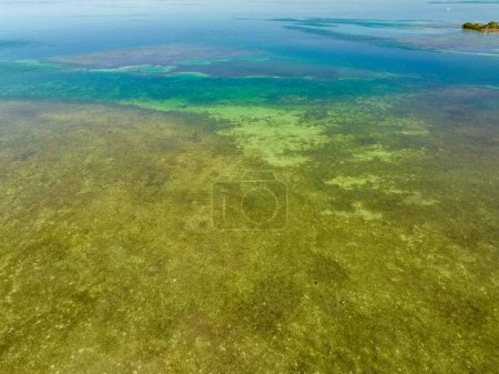 Photo for Bright green reef in the Florida Keys - Royalty Free Image