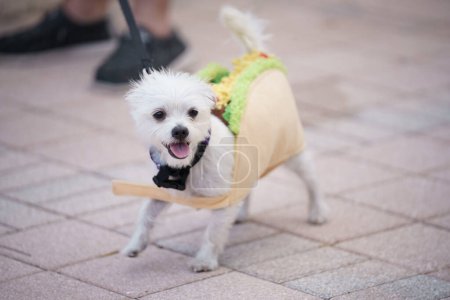 Téléchargez les photos : Petit chien blanc habillé en taco pour Halloween - en image libre de droit