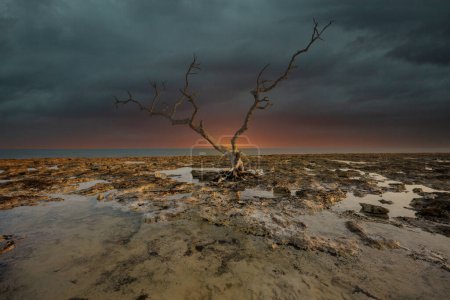 Photo for Nature photo dead tree Florida Keys at sunset - Royalty Free Image