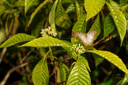 Anartia jatrofa blanco pavo real mariposa