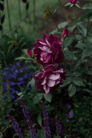 Foto de Hermosa rosa púrpura "Burgundy Ice" Edgar Norman Swane. Floribunda Rose con acompañante azul Plantas Salvia y Lobelia en el jardín - Imagen libre de derechos