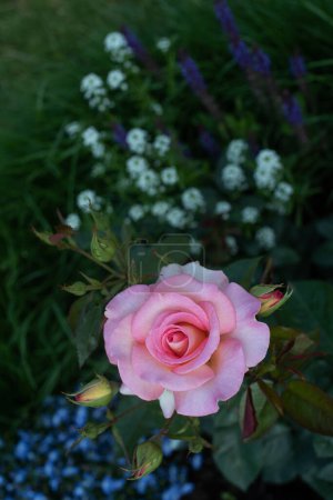 Beautiful pink roses in the garden , french Hybrid Tea rose "Adesmano" Andre Eve 