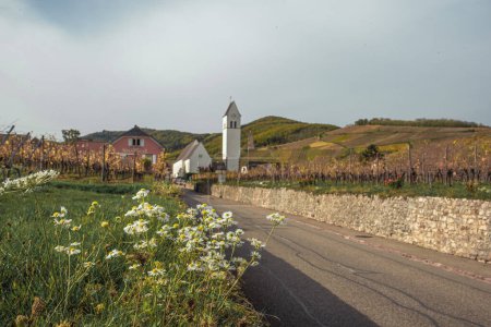 Foto de Camino a Katzenthal en el viñedo de Alsacia, paisaje otoñal - Imagen libre de derechos