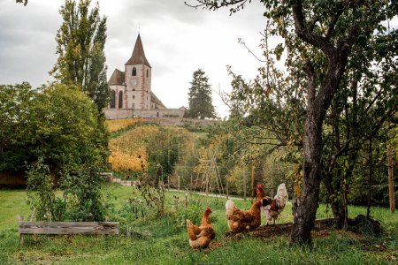 Téléchargez les photos : L'église Saint-Jacques-le-Major à Hunawihr en automne, village entre les vignobles de Ribeauville, Riquewihr et Colmar en Alsace France - en image libre de droit