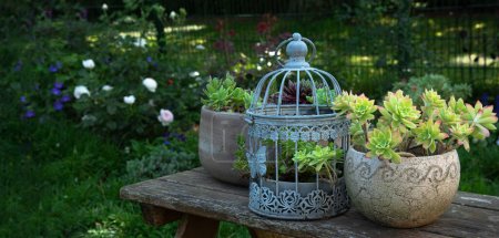 Sammlung von Sukkulenten im Garten, Sukkulenten im Topf und dekorativer Käfig