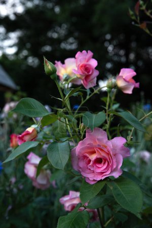 Foto de Beautiful pink roses in the garden , french Hybrid Tea rose "Adesmano" Andre Eve - Imagen libre de derechos